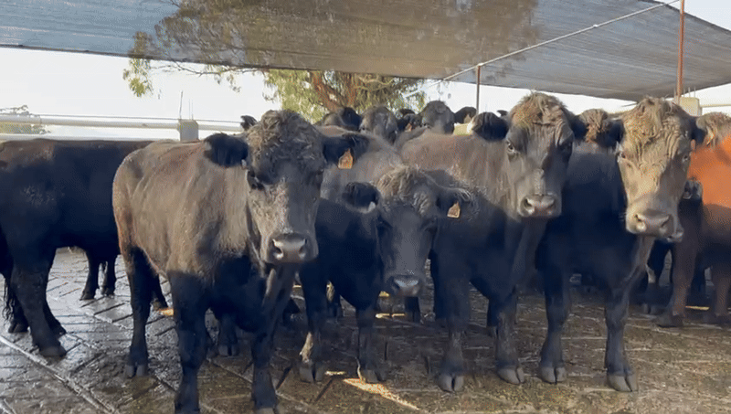Angus cattle grazing